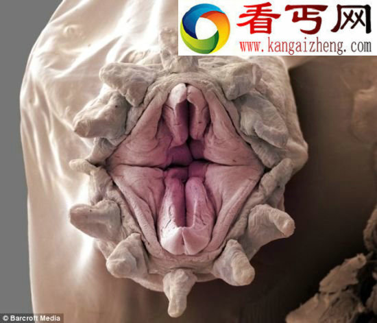 水下千米发现奇特海鳞虫外形恐怖似怪物(图)