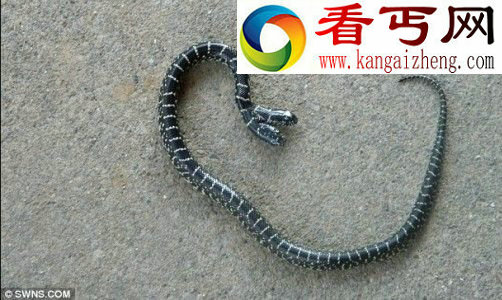 （多图）最新双头动物大盘点罕见的双头蛇