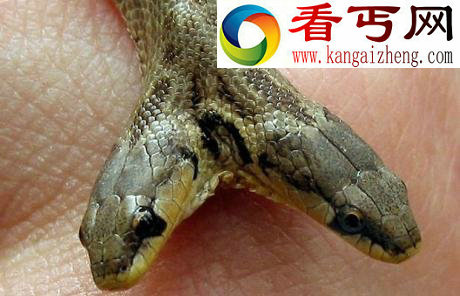 （多图）最新双头动物大盘点罕见的双头蛇