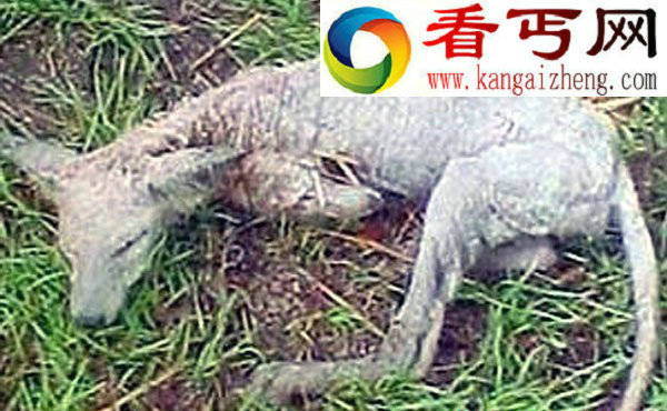 乌克兰发现神秘吸血怪兽长得像袋鼠又像狐狸