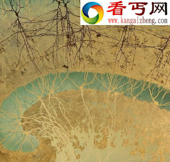 这张手绘图显示的是人类海马状突起里的细胞,海马状突起是负责记忆和导航的重要大脑区域 (图)美研究人员用人类大脑神经元创作水墨画