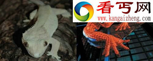 盘点自然界最具超能力8大动物