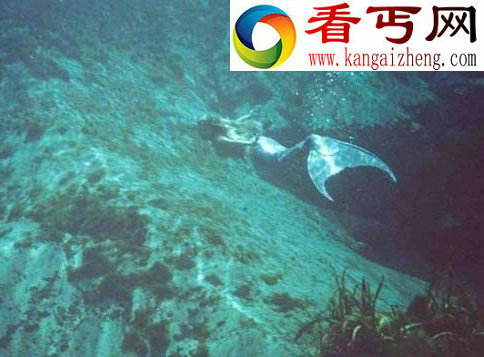 史上最受争议的照片“深海人鱼”居首(组图)