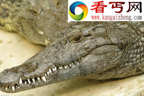 进化中的胜利者陆地与湖海之间的“装甲巨兽”