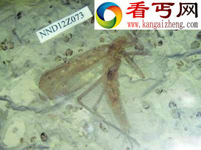 海枯石烂的爱情 ＂夫妻＂化石缠绵1.65亿年