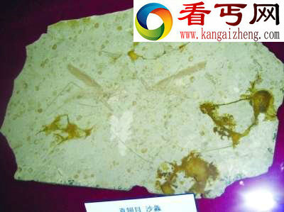 海枯石烂的爱情 ＂夫妻＂化石缠绵1.65亿年