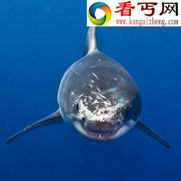 鲨鱼有七大秘密鲨鱼从不睡觉