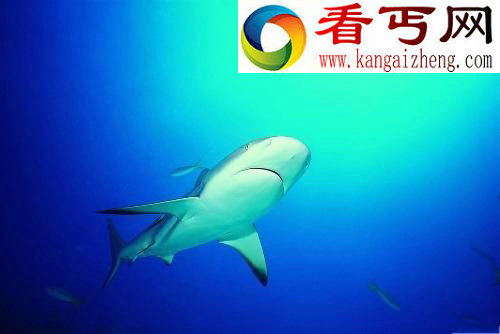 鲨鱼有七大秘密鲨鱼从不睡觉