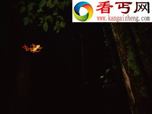 动物神奇飞行员:天堂树蛇