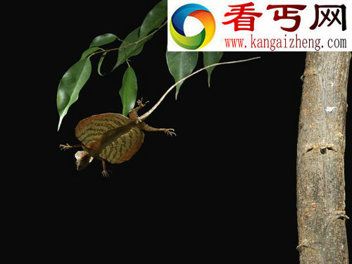动物神奇飞行员:天堂树蛇