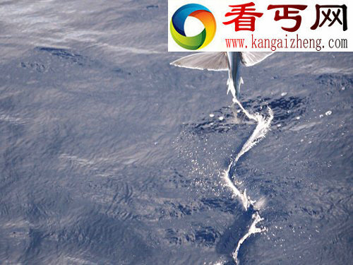 动物神奇飞行员:天堂树蛇