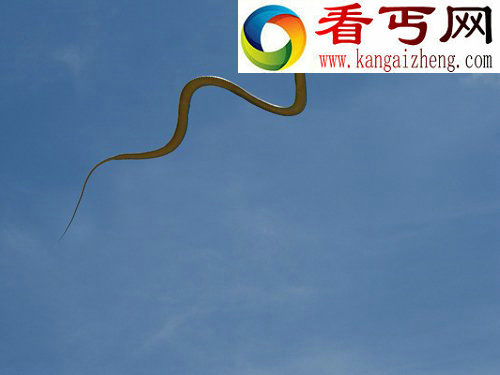 动物神奇飞行员:天堂树蛇