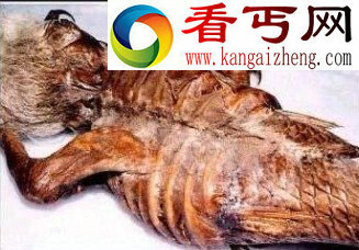 惊现真实美人鱼尸体美丽还是恐怖