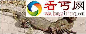 惊现真实美人鱼尸体美丽还是恐怖
