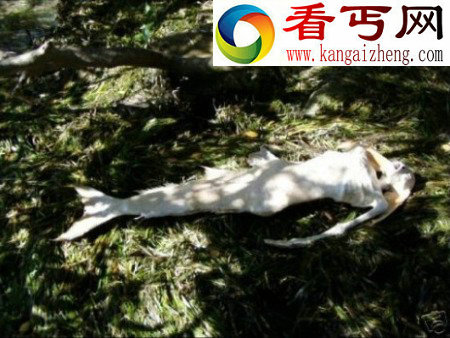惊现真实美人鱼尸体美丽还是恐怖