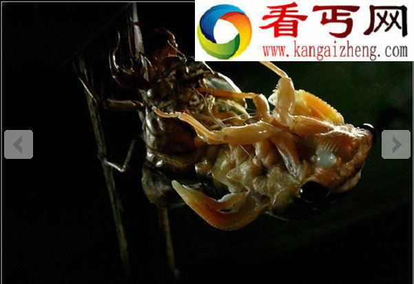 蝉的蜕皮全过程