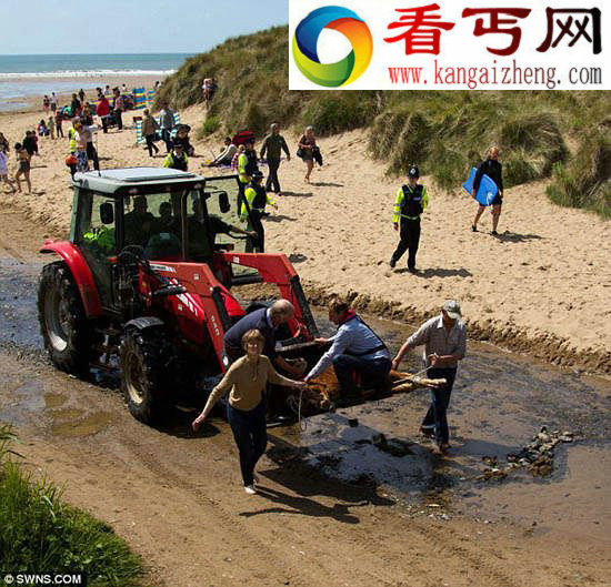 英小牛毫发无损悬崖摔入海中 与冲浪者共戏水