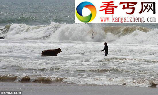 英小牛毫发无损悬崖摔入海中 与冲浪者共戏水