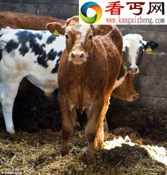 英小牛毫发无损悬崖摔入海中 与冲浪者共戏水