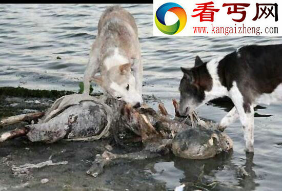 实拍印度水葬图片，满河尸体被野狗肢解吞食
