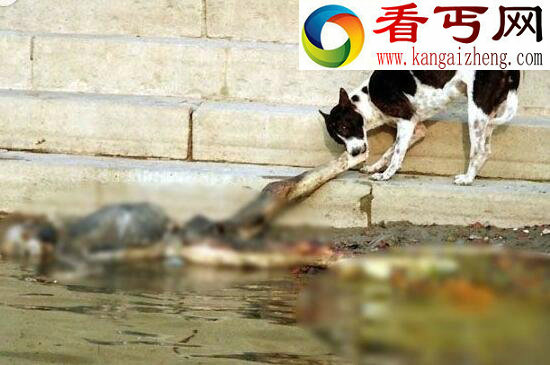 实拍印度水葬图片，满河尸体被野狗肢解吞食