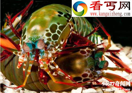 世界十大奇特的海洋动物，豆丁海马（2.5厘米）