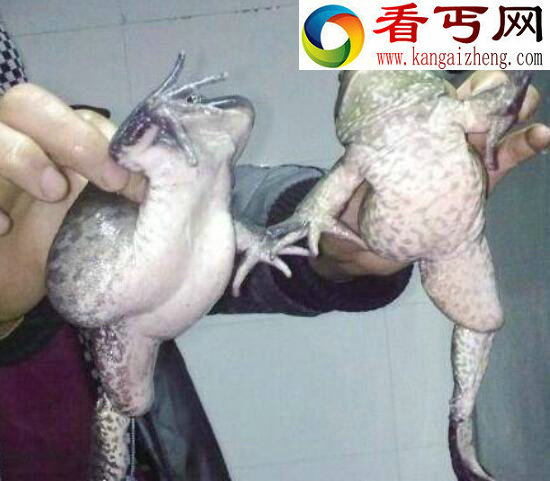 日本变异蔬菜长相畸形，核辐射导致蔬菜变异请勿食用(组图)