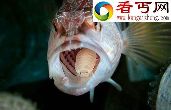 世界上最恐怖的外星寄生虫，残忍嗜血吞噬宿主的可怕生物