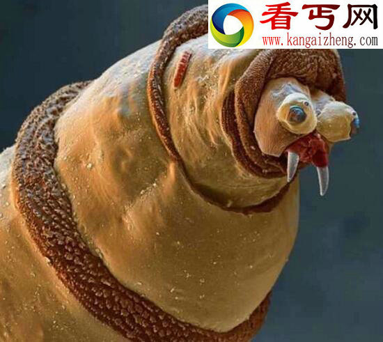 世界上最恐怖的外星寄生虫，残忍嗜血吞噬宿主的可怕生物