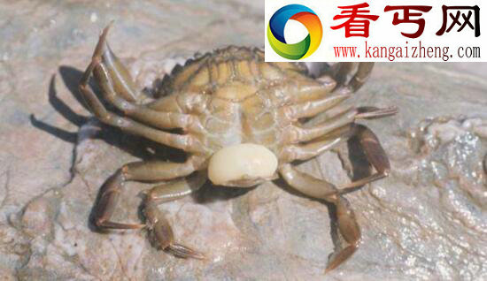 世界上最恐怖的外星寄生虫，残忍嗜血吞噬宿主的可怕生物
