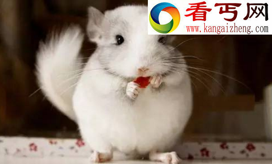 龙猫是什么动物，龙猫竟然不是猫而是老鼠