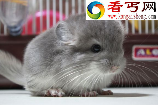 龙猫是什么动物，龙猫竟然不是猫而是老鼠