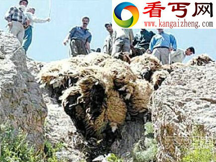 动物界让人震惊的12大集体死亡事件，真相是什么？