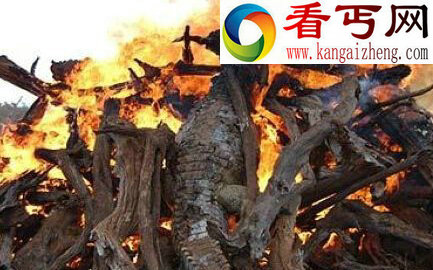 动物界让人震惊的12大集体死亡事件，真相是什么？