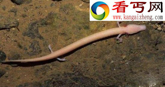 奇特生物盲目蝾螈似“中国龙”竟可存活100多年