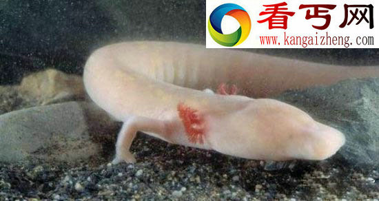 奇特生物盲目蝾螈似“中国龙”竟可存活100多年