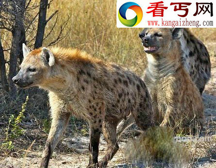 动物界的暴力行为尺度大到无法直视