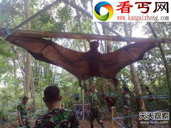 百年捕获的巨型怪兽蚊子比青蛙还大