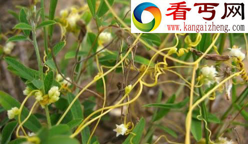 植物间通讯分享基因信息 科学家发明时间隐形斗篷