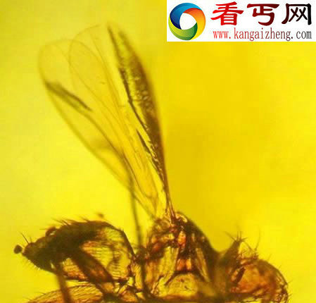 疑似外星人的巨头干尸 外星或存智慧生物