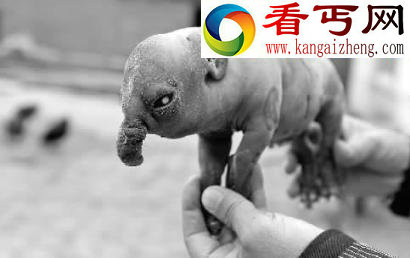 吉林一母猪生下“象宝宝”鼻子长近4厘米