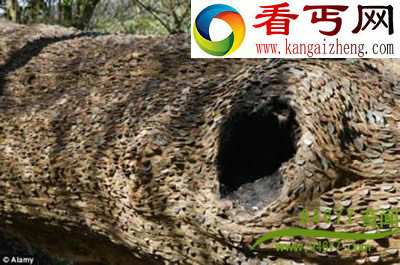 英国“摇钱树“ 长满硬币 史前巨蛙有强壮牙齿