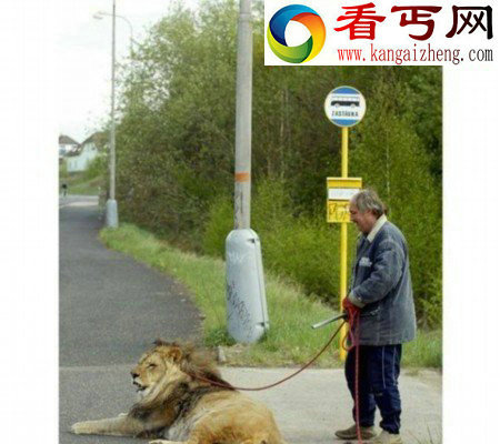 世界怪异宠物带食蚁兽鳄鱼散步