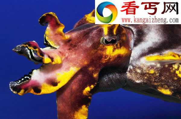 怪异的头足类动物