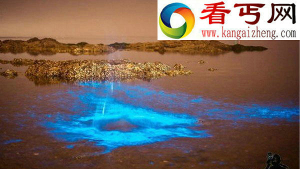 大连出现“荧光海滩” 如蓝色星河