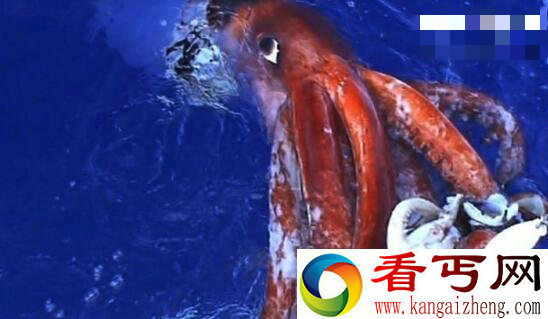 世界上最大的乌贼,巨型乌贼(身长8米/重达500斤)