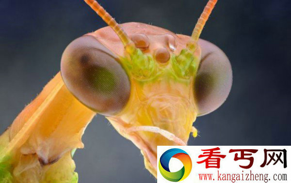 摄影师微距拍昆虫酷似外星人 震撼人心