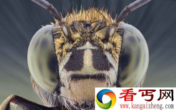 摄影师微距拍昆虫酷似外星人 震撼人心