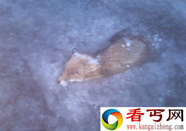 北欧到底有多冷？动物冻死事件盘点