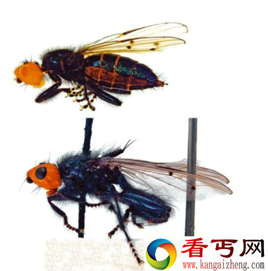 科学家鉴定以尸体为食的苍蝇为新物种